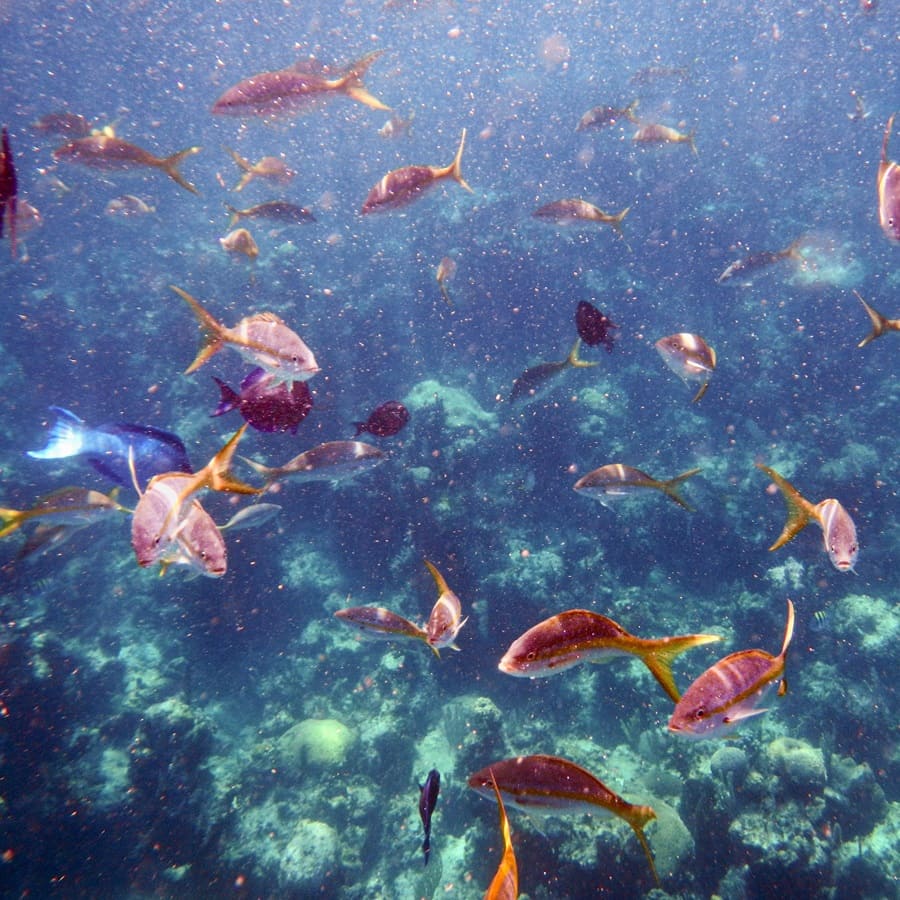 A once-in-a-lifetime opportunity: