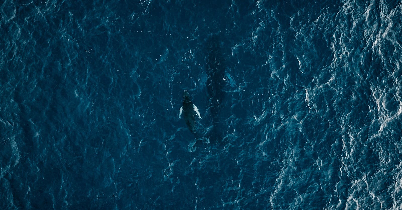 Bering Expedition: Yachts. Science. Whales.